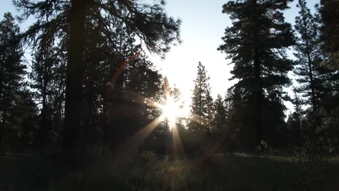 Sunrise Time Lapse In Green Forest Stock Footage 107943918