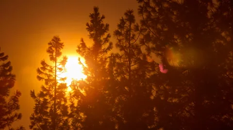Sunrise Time-Lapse Trees Dawn Vídeo Stock 65432115