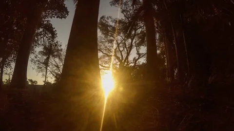 Sunrise Timelapse between trees Stock Footage 78677280
