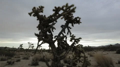 Sunrise Timelapse on Cactus Vidéo 266771295