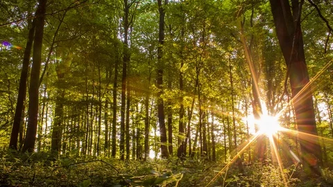 Sunrise Timelapse of first Lightrays through Forest Canopy Stock Footage 127228001