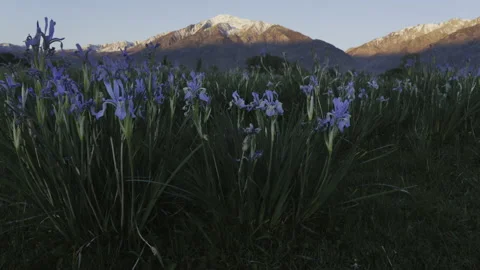 Sunrise Timelapse over Wild Iris Field Vidéo 197087971