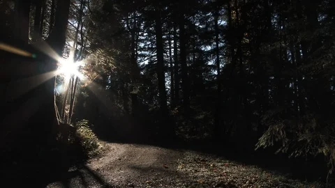 Sunrise Timelapse Shining Light On Forest Path Stock Footage 118909630