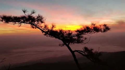 Sunrise on top of mountain with a tree in front of the camera Video stock 162753110