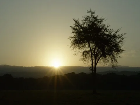 Sunrise tree Ethiopoia Stock Footage 79667597