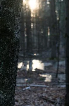 Sunrise with tree in foreground Stock Photos
