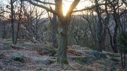 Sunrise in tree fork Foto stock