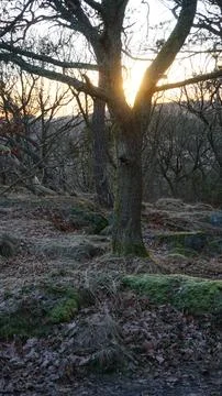 Sunrise in tree fork vertical Foto stock