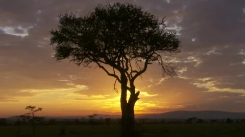 Sunrise, tree, grassland, mountain Stock Footage 12657294