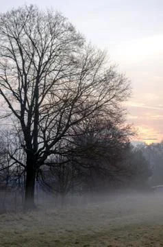 Sunrise with tree Stock Photos