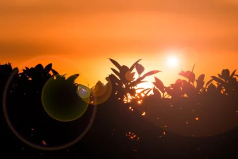 Sunrise with tree Stock Photos