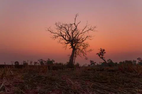 Sunrise with tree Stock Photos