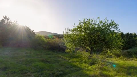 Sunrise with tree Stock Photos
