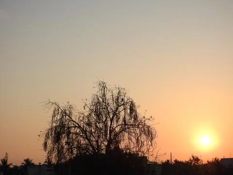 Sunrise with tree Foto stock