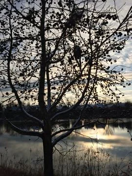 Sunrise Tree Stock Photos