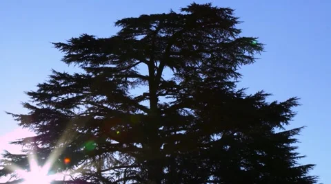 Sunrise tree silhouette Stock Footage 52527774