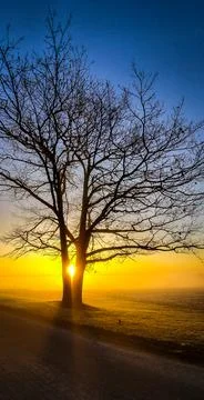 Sunrise Tree Split 写真素材