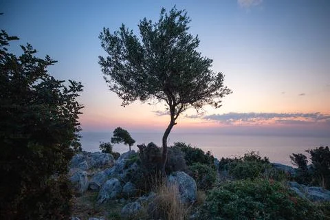 Sunrise with tree theme Foto stock