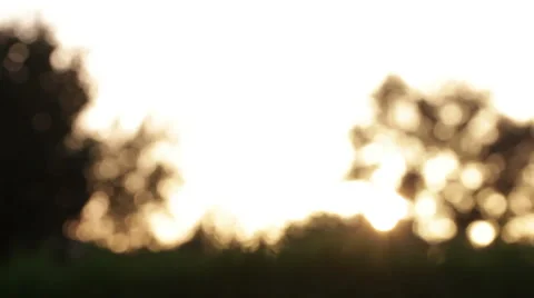 Sunrise trees Stock Footage 53759720