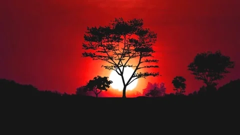 Sunrise trees Stock Footage 219333338