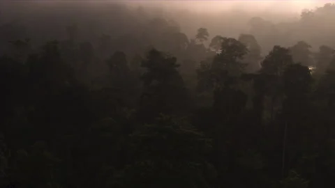 Sunrise in Tropical Rainforest Stock Footage 164881598
