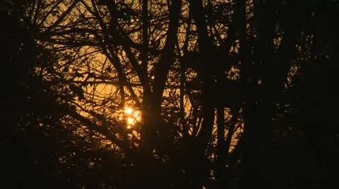 Sunrise Trough Trees Branches Видео 12492743