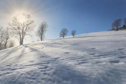 Sunrise trought the tree doing shadows on the snow  covered a hill Stock Photos