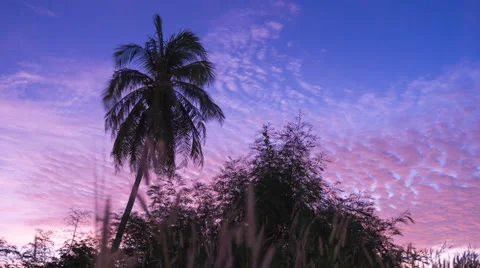 Sunrise Twilight Palm Tree Time Lapse Stock-Footage 58746914