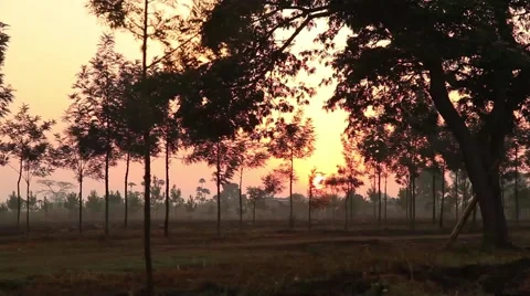 Sunrise Uganda through trees Stock-Footage 50619910