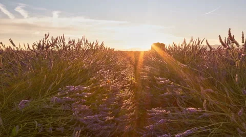 Sunrise on Valensole Video stock 56222569
