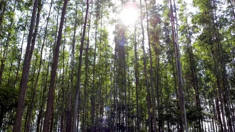 Sunrise View Of Eucalyptus Trees In The Forest - Rural Life Scene Stock Footage 150282043