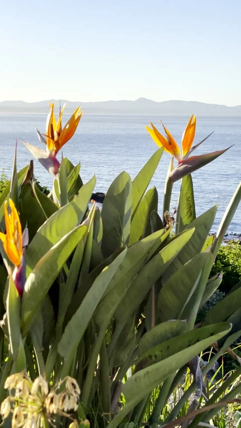 Sunrise view of iconic bird of paradise flower (strelitzia) atop coastal cliffs Vídeos de archivo 335937129