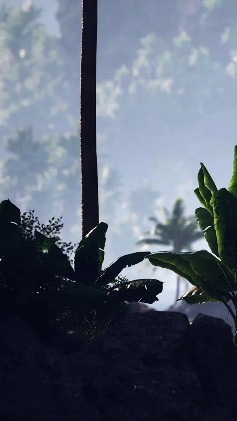 Sunrise view of palm trees with plants and rocks in a tropical area Stockbeeldmateriaal 342106905