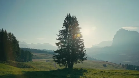 Sunrise Walk in the Dolomites with a Lone Pine Tree Against Bright Sky 库存影片 331163643