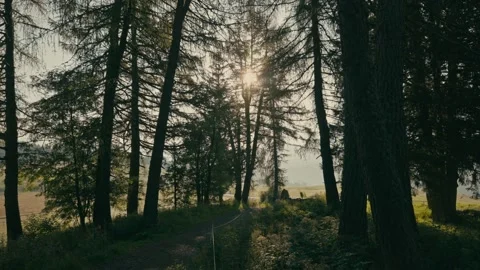 Sunrise Walk Through a Tranquil Forest Path with Sun Rays in the Dolomites Stock-Footage 331163822