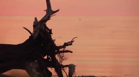 Sunrise on the water with focus from grass to the root Stock Footage 56825075