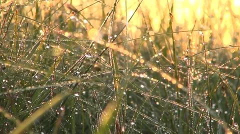 Sunrise waterdrops Video stock 40055519