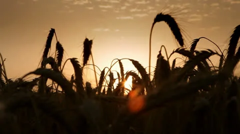 Sunrise at wheat field Видео 25103069