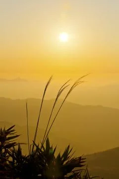 Sunrise wheat Stock Photos