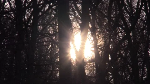 Sunrise in the winter forest Stock Footage 61216431