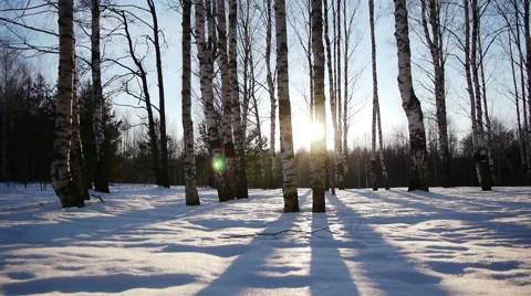 Sunrise in the winter forest Stockbeeldmateriaal 68886280