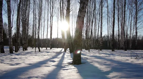 Sunrise in the winter forest Stock-Footage 68886882