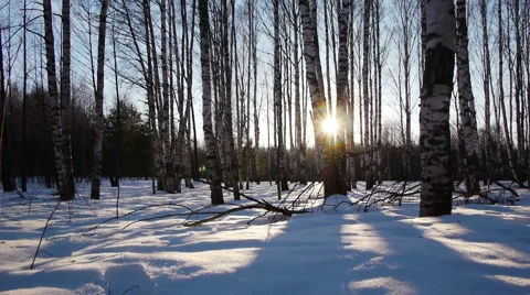 Sunrise in the winter forest Stock-Footage 68886996