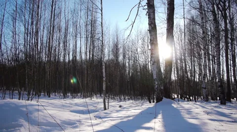 Sunrise in the winter forest Stock-Footage 68887582