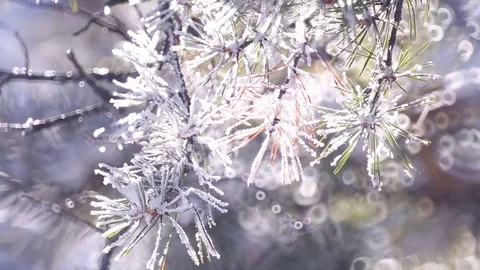 Sunrise in the winter forest. Stock Footage 70045074