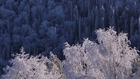 Sunrise in the winter forest. Stock Footage 70045585