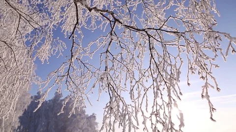 Sunrise in the winter forest. Stock Footage 70046029