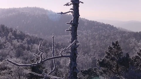 Sunrise in the winter forest. Stock Footage 70046050