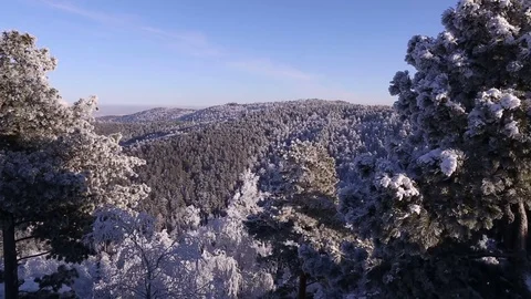 Sunrise in the winter forest. Stock Footage 70046342