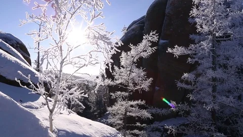 Sunrise in the winter forest. Stock Footage 70046421